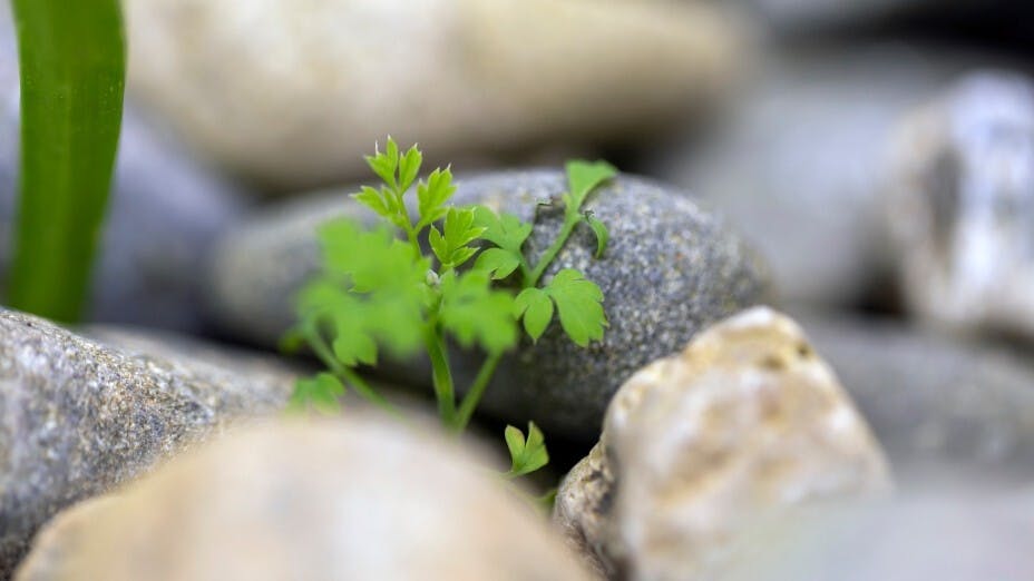 種子發芽了，山頭一片青綠。（Shutterstock）