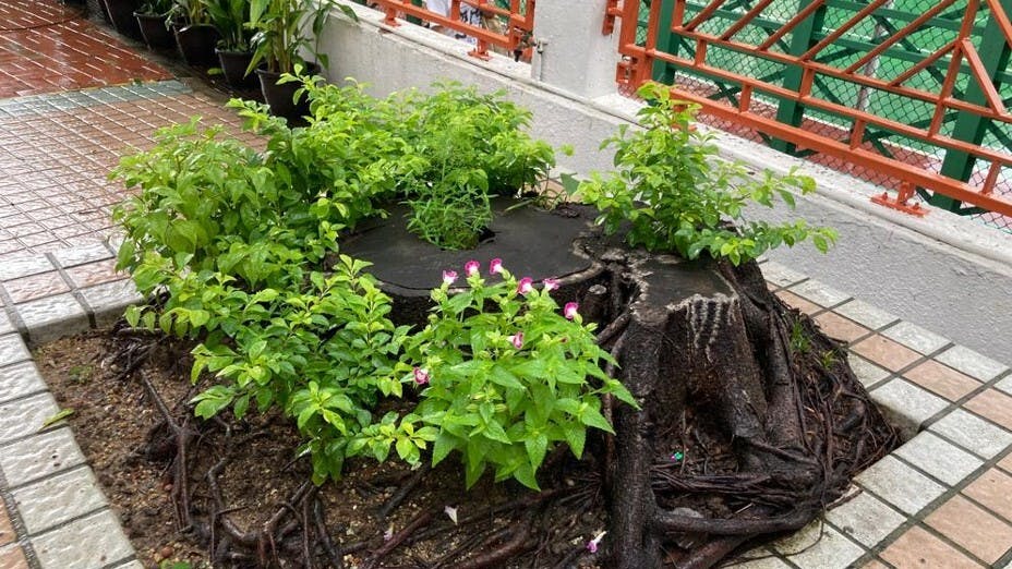 雀仔花雖然細小，又不矜貴，但它不因小而自卑。