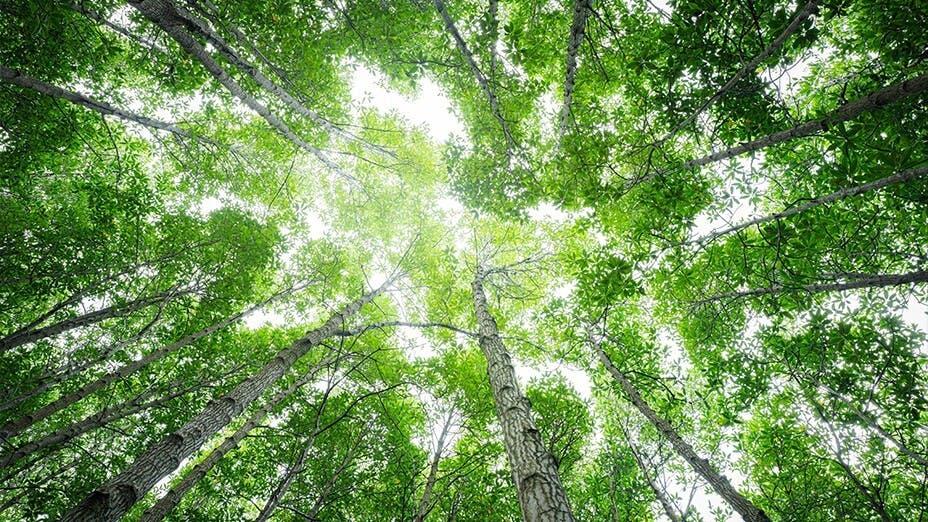 人的生命力有如種一株樹，根扎得愈深，生命力則愈強。（Shutterstock）