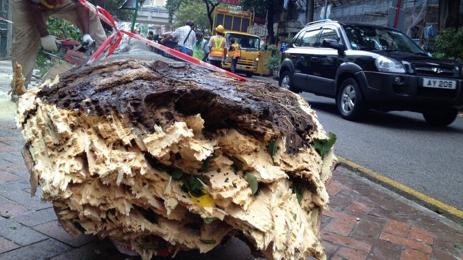 天天盼着8號風球的港人