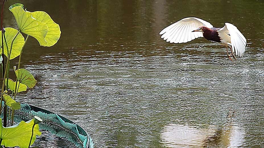 飛翔的池鷺 Chinese Pond Heron in Flight