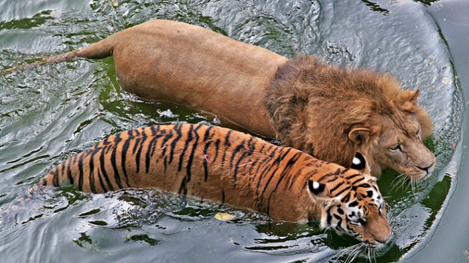 Lion and Tiger