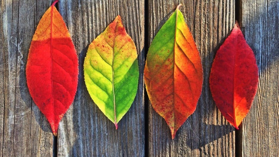 生有可戀 彩虹畫出