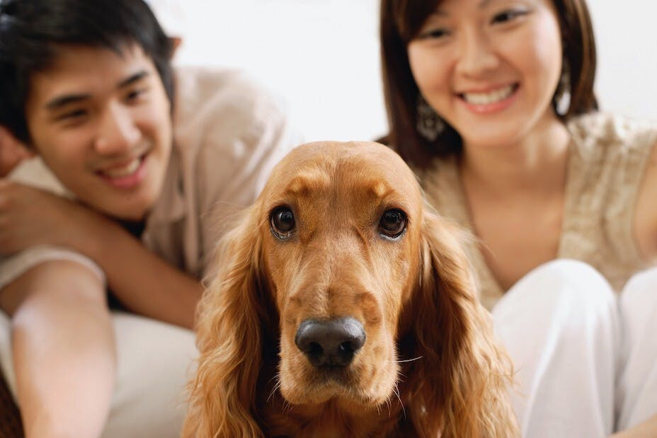 這一代許多年輕夫妻不生小孩，寧願養貓或狗。（Shutterstock）