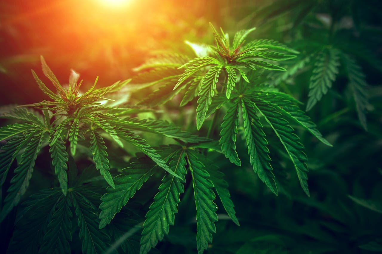 一些病人在醫生的照顧下，可以合法服用大麻，其中包括一些癌病患者。（Shutterstock）