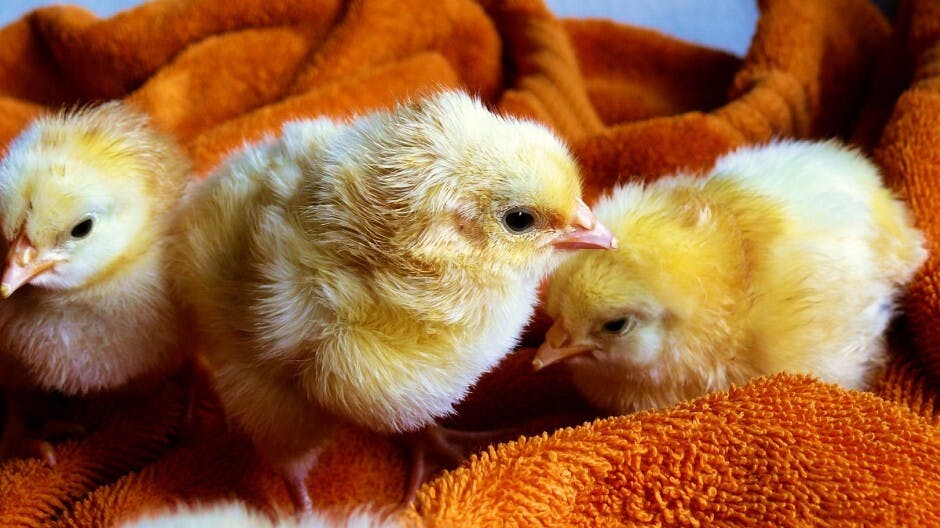 送猴迎雞，名聲天曉！