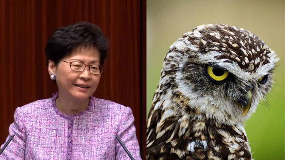 有人形容貓頭鷹目空一切，這對今屆政府是否適用？（YouTube截圖，Pixabay）