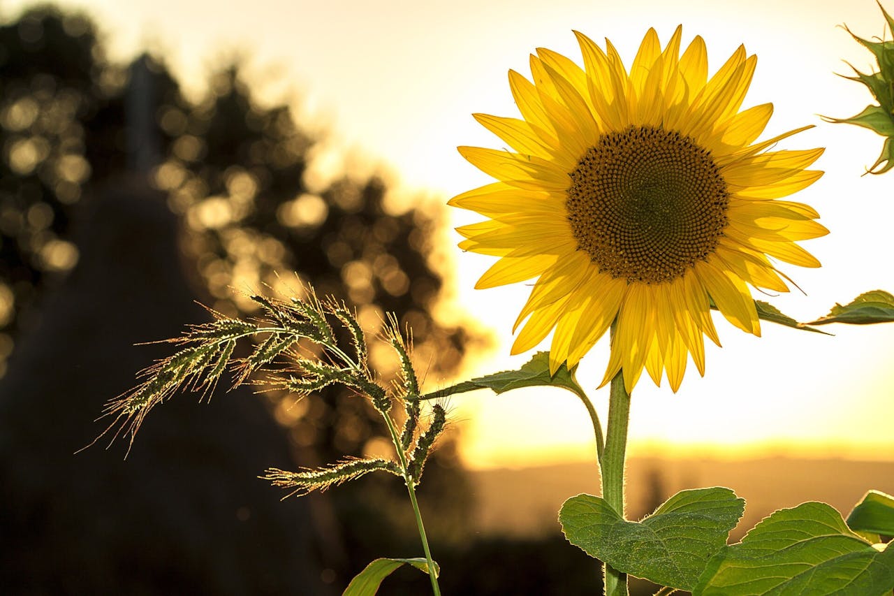 本月火氣仍然強旺，命格利火的人仍然順利，在多個方面都會有進步。（Pixabay）