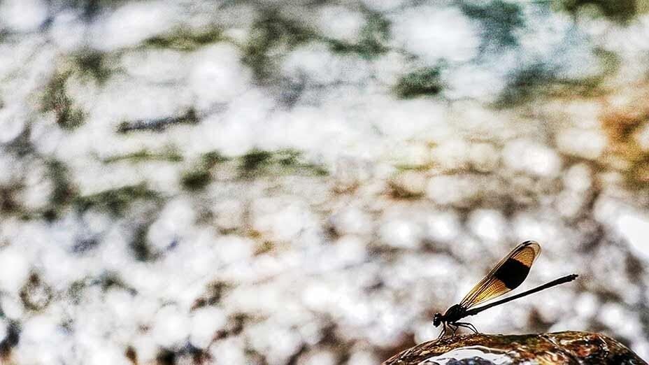 方帶幽蟌 Black-banded Gossammerwing