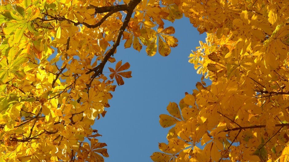 程介明:教育公平就是讓每片樹葉獲得陽光