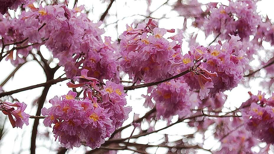 紅花風鈴木粉嶺綻放 Rosy Trumpet Blooming in Fanling