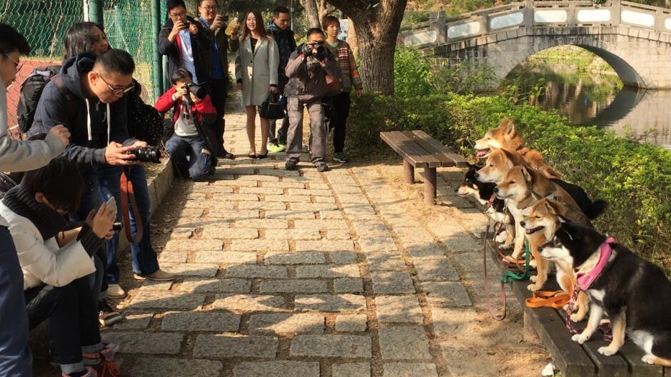 寵物