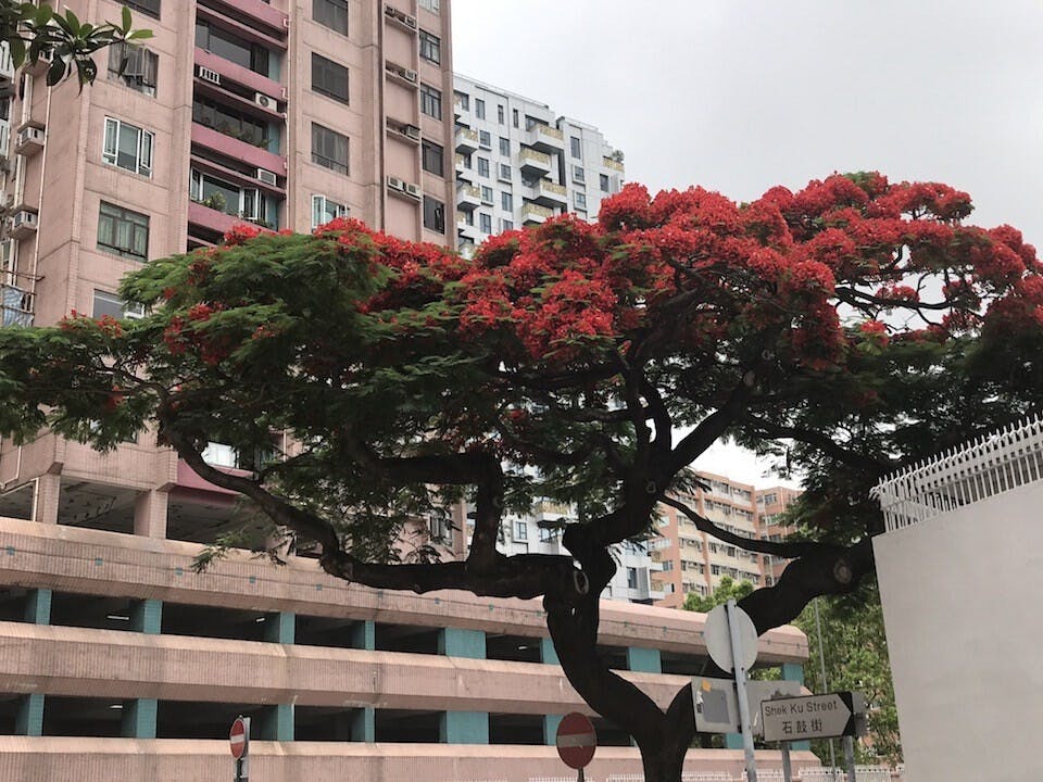 今年逢庚子年，24節氣不覺已進入了小滿，巷口的鳳凰花經歷了去年下半年和今年上半年的生與死，而今又綻放得如火般的艷紅奔放。（作者提供）