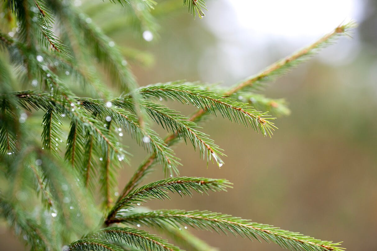 潤物無聲的春雨，彷彿帶着一份溫柔，濕潤的雨絲輕撫人間。