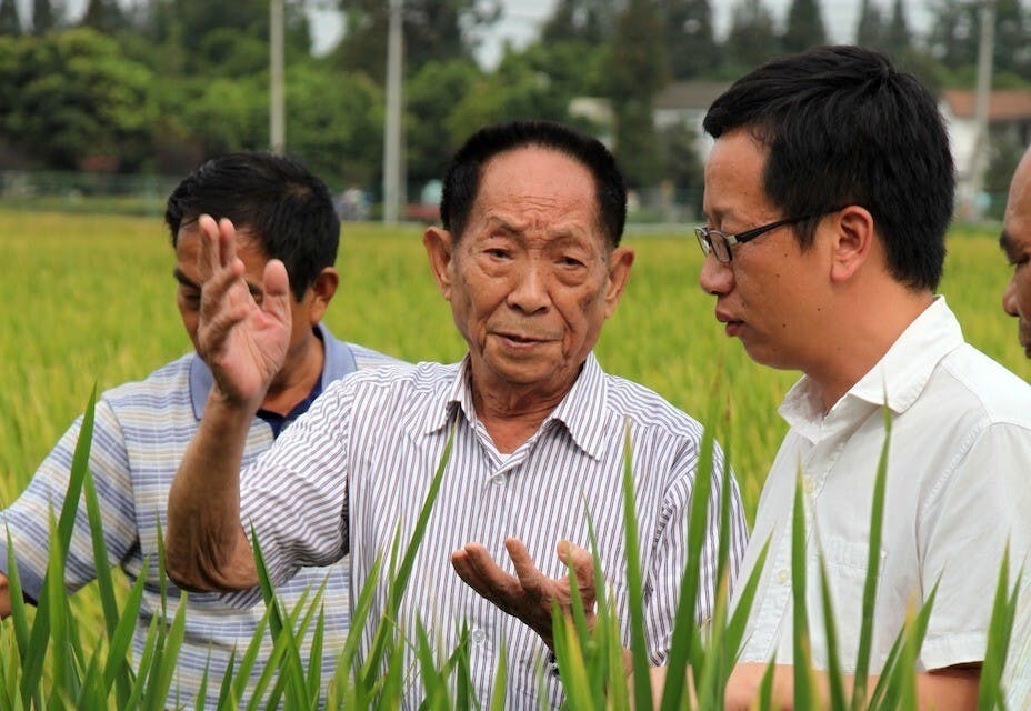 —「雜交水稻之父」袁隆平（中）生前說過：「我曾經做過一個好夢，夢見我們田裡種的水稻，像高粱那麼高，穗子像掃把那麼長，粒子像花生米那麼大，我們幾個朋友散步累了，坐在稻穗下面乘涼。」（亞新社）