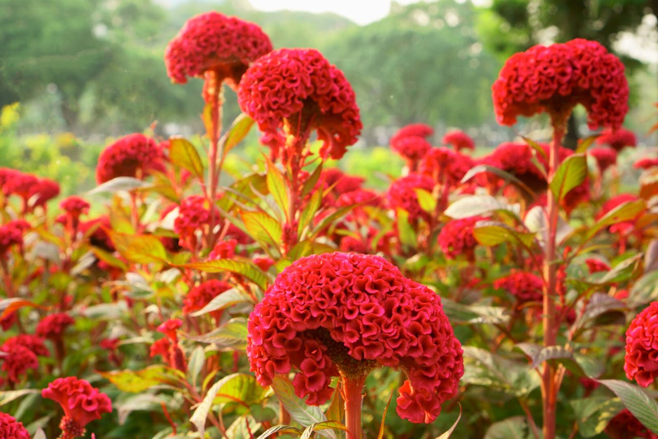 雞冠花善治血症，相配適宜，則有止崩制淋之效。（Shutterstock）
