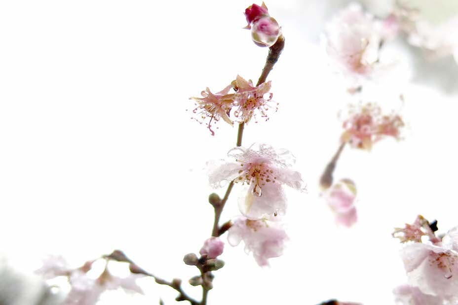 不經一番寒徹骨，哪得梅花撲鼻香。