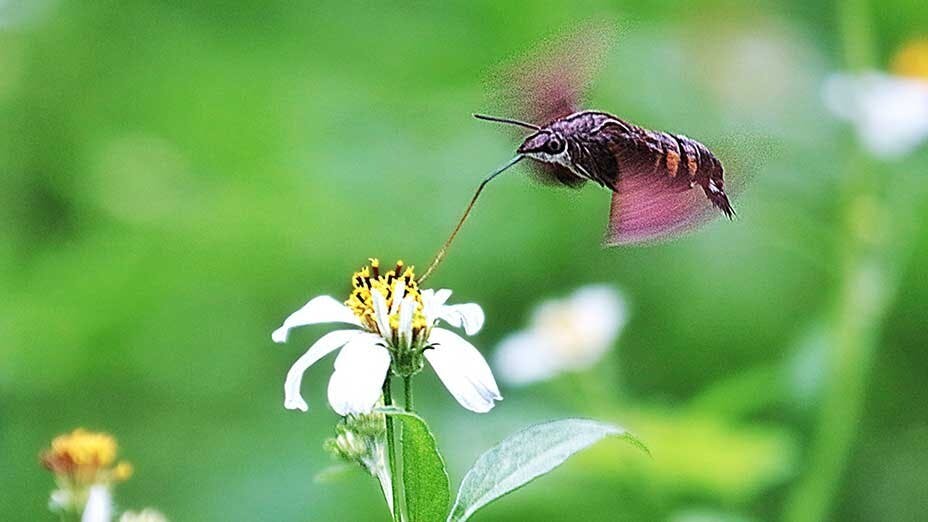 盤旋中的長喙天蛾 Hovering Hummingbird Hawk-moth
