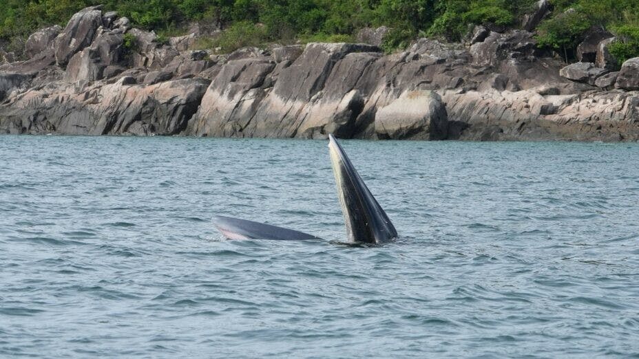西貢海面出現一條布氏鯨魚於7月底死亡。（政府新聞網圖片）