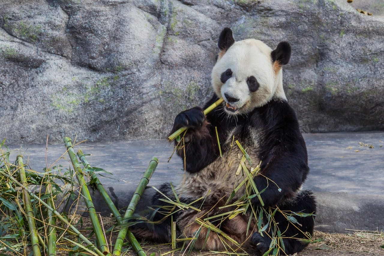 受新冠病毒疫情影響，新鮮竹子供應不足，加拿大卡爾加里動物園提早歸還一對大熊貓給中國。圖為「大毛」在吃鮮竹子。（Shutterstock）