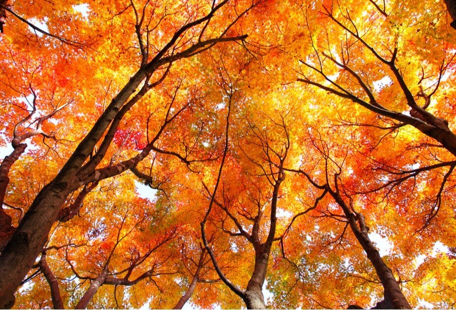 我不愁秋，倒愛秋天的詩意。（Shutterstock）