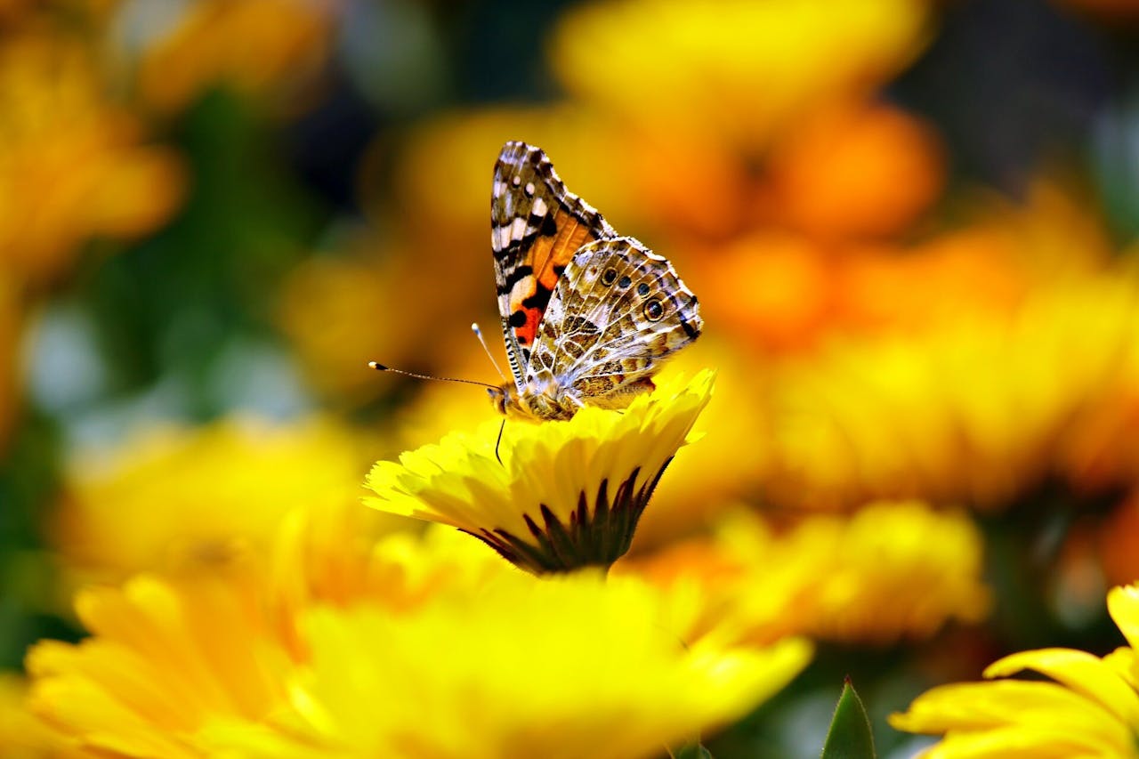 菊花其香，可「淸頭目，除邪穢」。（Pixabay）