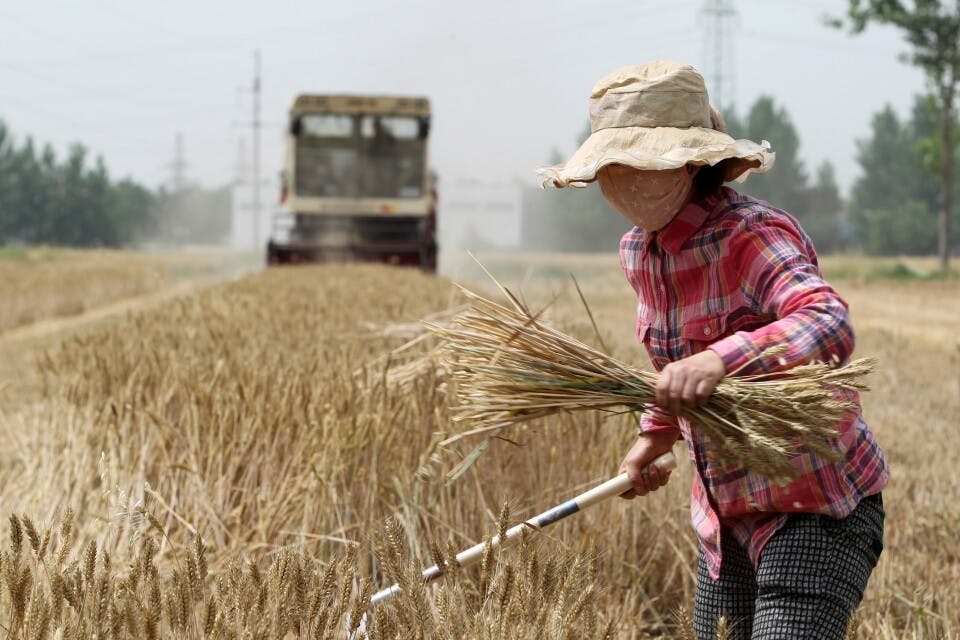農民增加收入的動力甚弱，官方擬推行農業供給側改革。（亞新社）