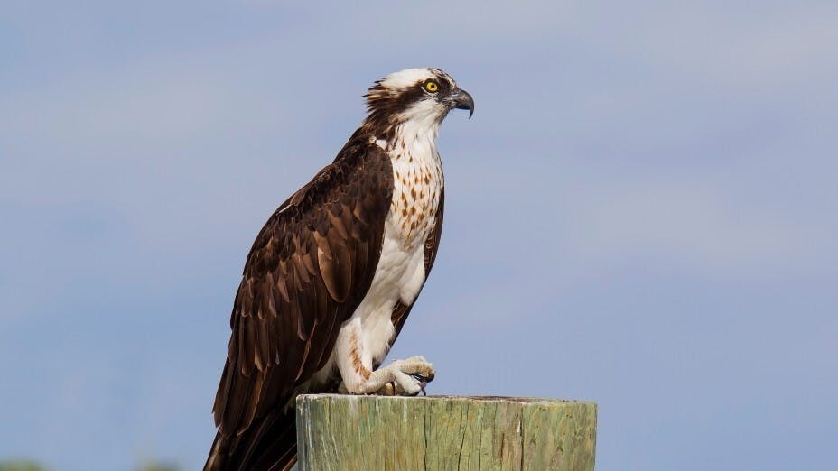 有指〈關雎〉中的雎鳩是指魚鷹鳥（Osprey）。（Shutterstock）