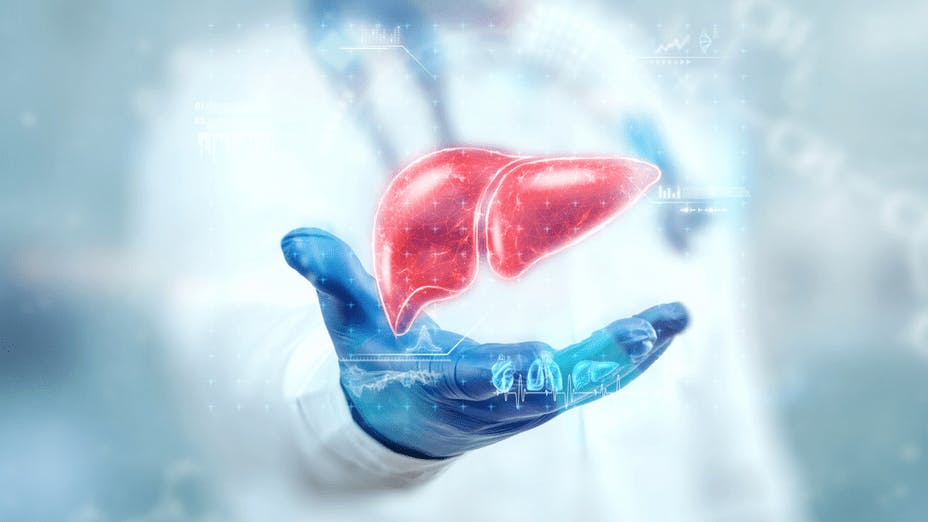我們需要強健的肝臟，才能使藥物發揮其功效。（Shutterstock）
