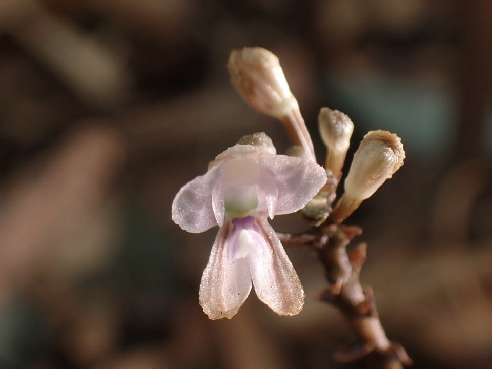 封面暹邏錨柱蘭（Didymoplexiella siamensis）。