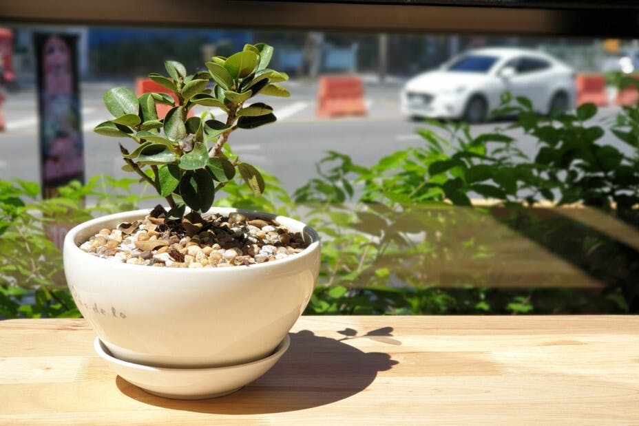 植物需要有依託，或者是土壤，或者是石頭。（Shutterstock）