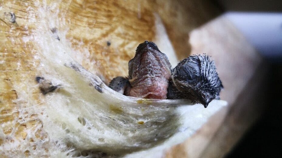 為什麼燕子要超速疾飛？原因是燕爸和燕媽都要「為口奔馳」。（Shutterstock）