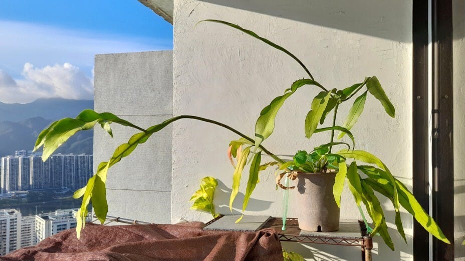 有幸把劫後餘生的傷者撿拾回家，植入盆中，殷勤護養，守候造物的玄機。