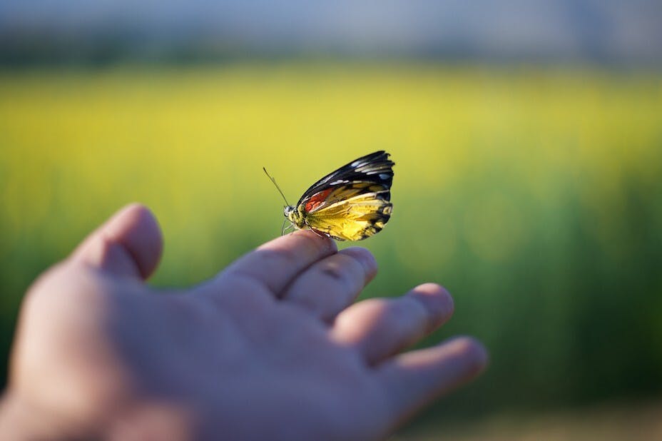 花若盛開，蝴蝶自來；你若精彩，天自安排。（Shutterstock）