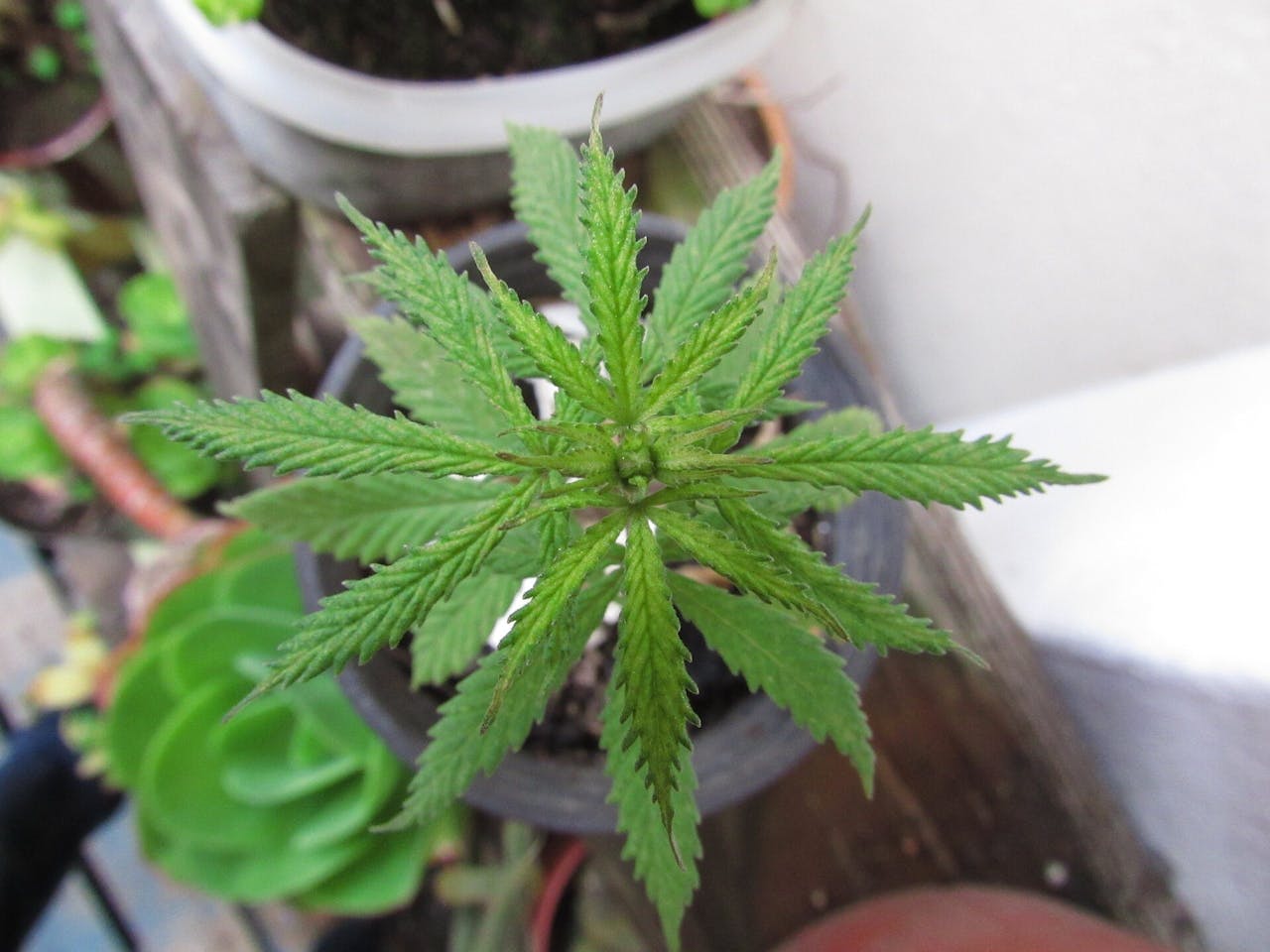 以大麻作娛樂性藥物的，主要是取其葉。（Pixabay）