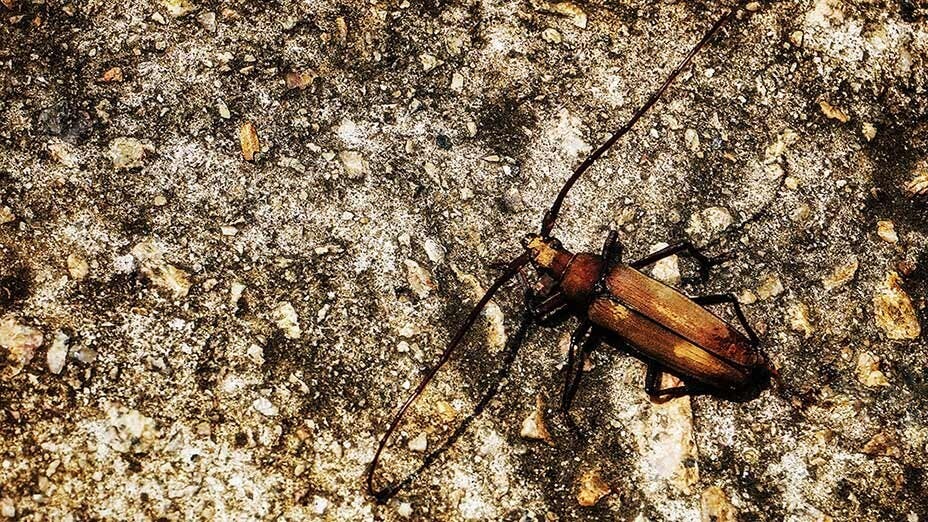 長角甲蟲 Longhorn Beetle