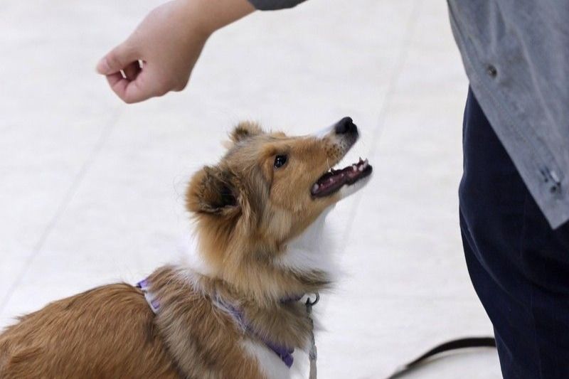 《人用藥品用於犬貓及非經濟動物之使用管理辦法》修正案通過後，飼主必須持處方箋前往社區藥局領藥。｜Photo Credit: 中央社