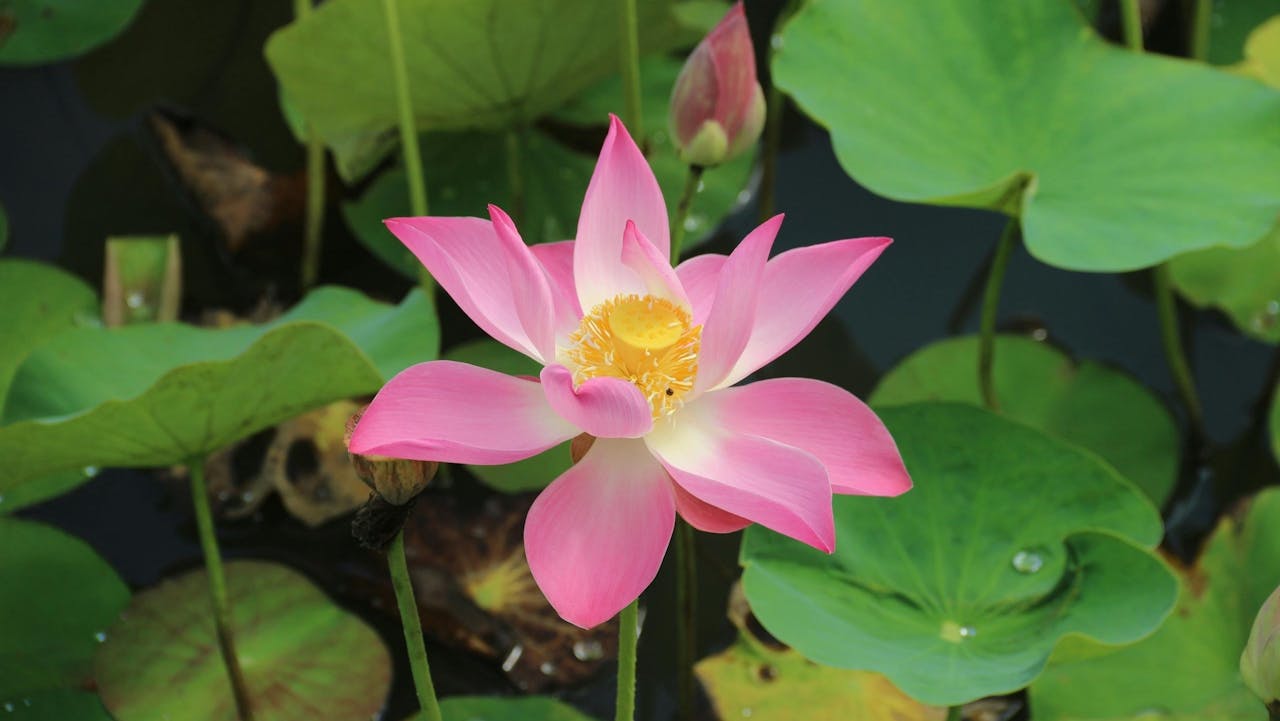 《愛蓮說》「出淤泥而不染，濯清漣而不妖」，展現「蓮」的「廉」。（Shutterstock）