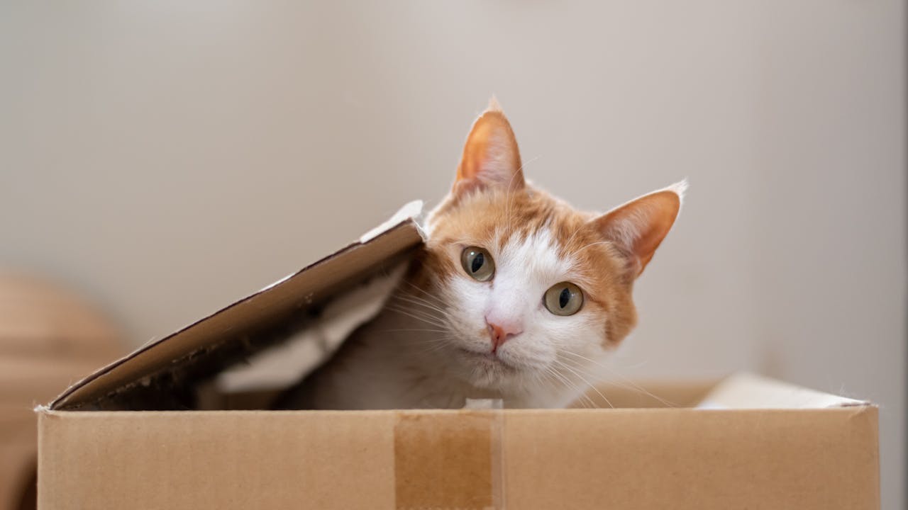 現今世代貓和狗都獲稱為「毛孩」，主人視之為家庭一分子。（Shutterstock）