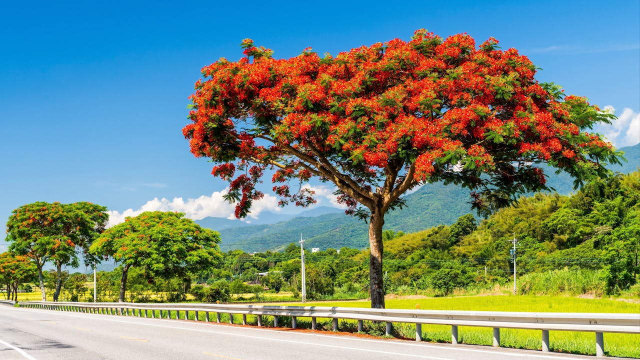鳳凰木的花，擁有的是連黑夜也無法掩蓋的紅。（Shutterstock）