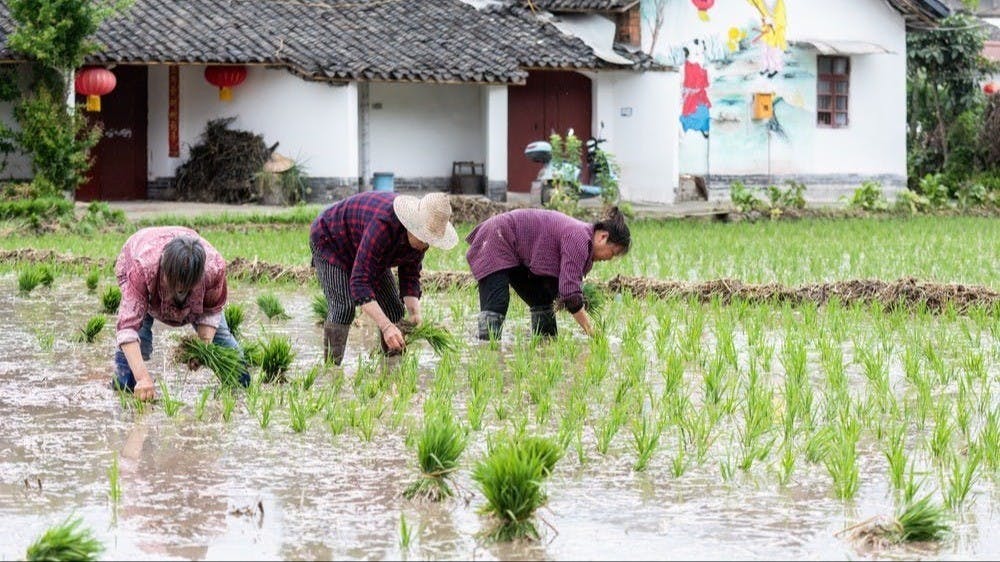 芒種節氣至，農民趁着晴好天氣搶抓農時播種拋秧。（Shutterstock）