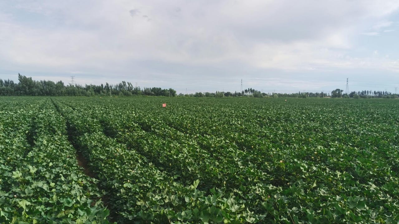 新疆棉花產地的壯美景象。