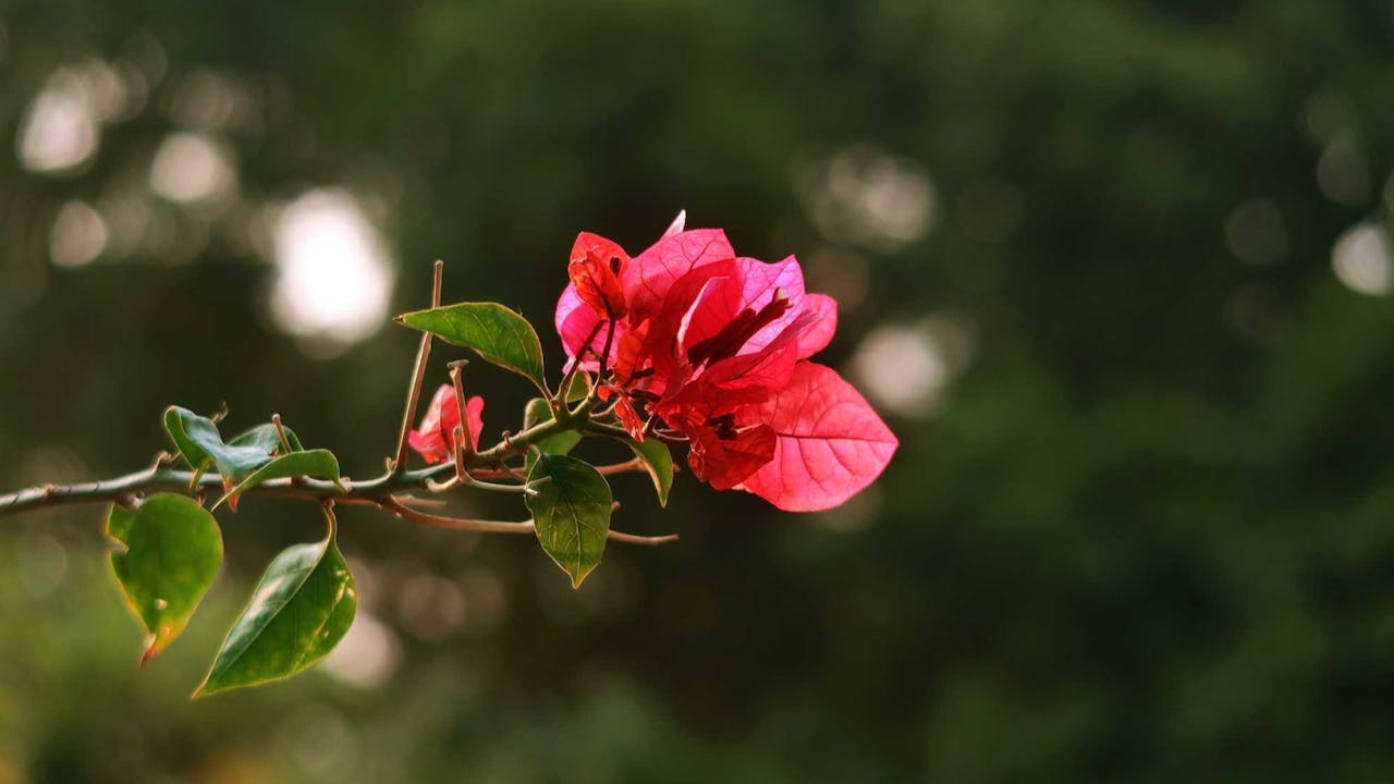 昔日佛陀在靈山會上開示的時候，沒有講任何說話，只是拿起一支花朵。（作者提供）