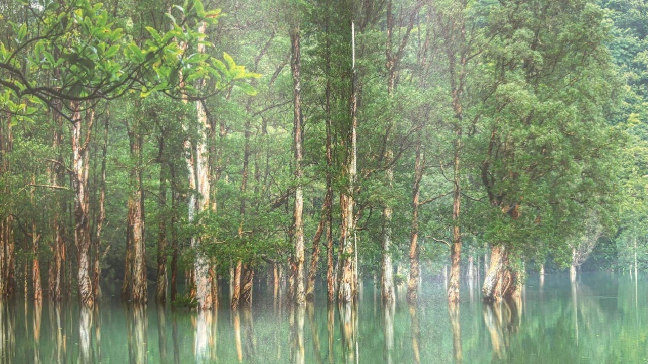 當城門水塘水滿時，會出現「水浸白千層」的美景。