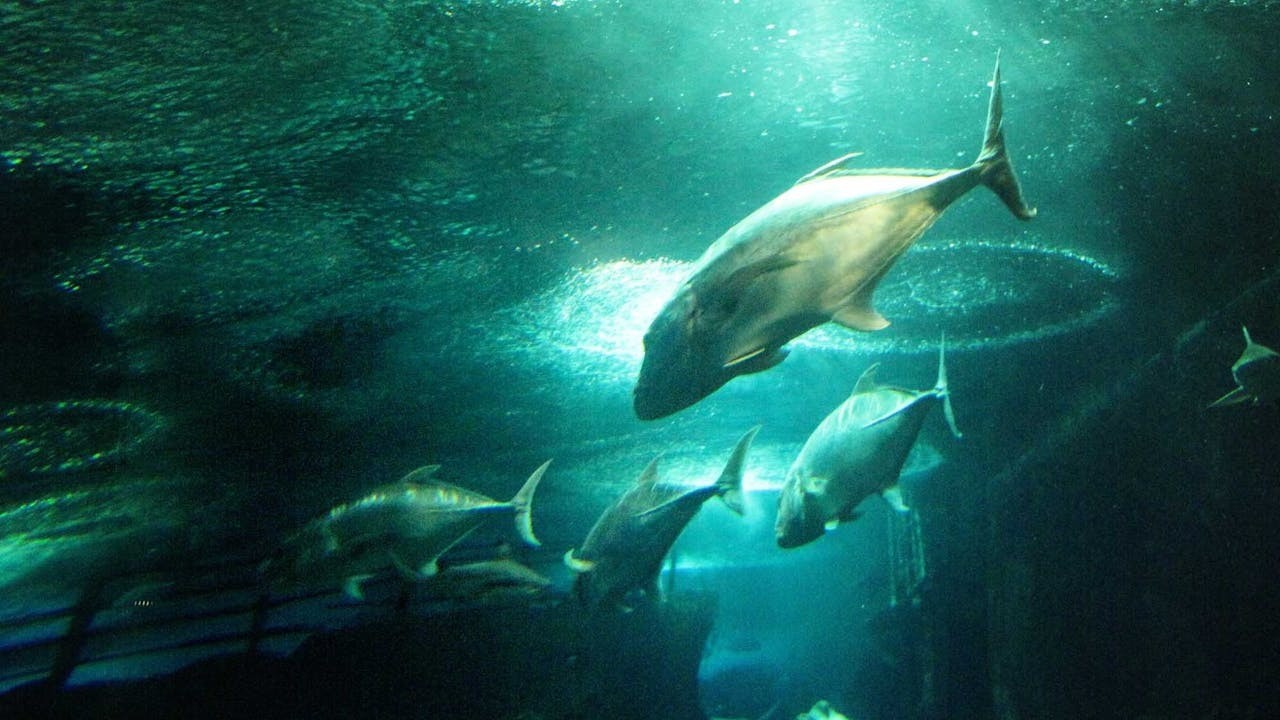 有些人這邊放完生，那邊就繼續大魚大肉地吃，慈悲的意義在哪裏？（作者提供）