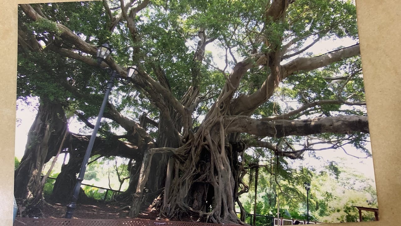 這棵大榕樹，決然絕然地緊緊擁抱着一間頹垣斷壁的小屋，死守着不放、不捨、不棄。