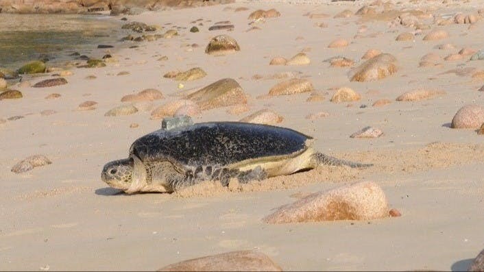 深灣是香港唯一有綠海龜上岸產卵的地點。（漁農自然護理署）
