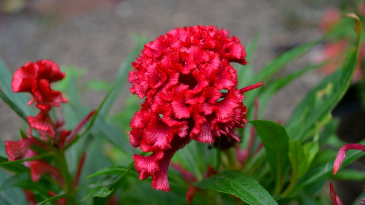 雪球偏愛絲絨般的雞冠花，頑强的生命力不需澆灌，並有止血治瀉，清熱解毒的藥物功效。（Shutterstock）