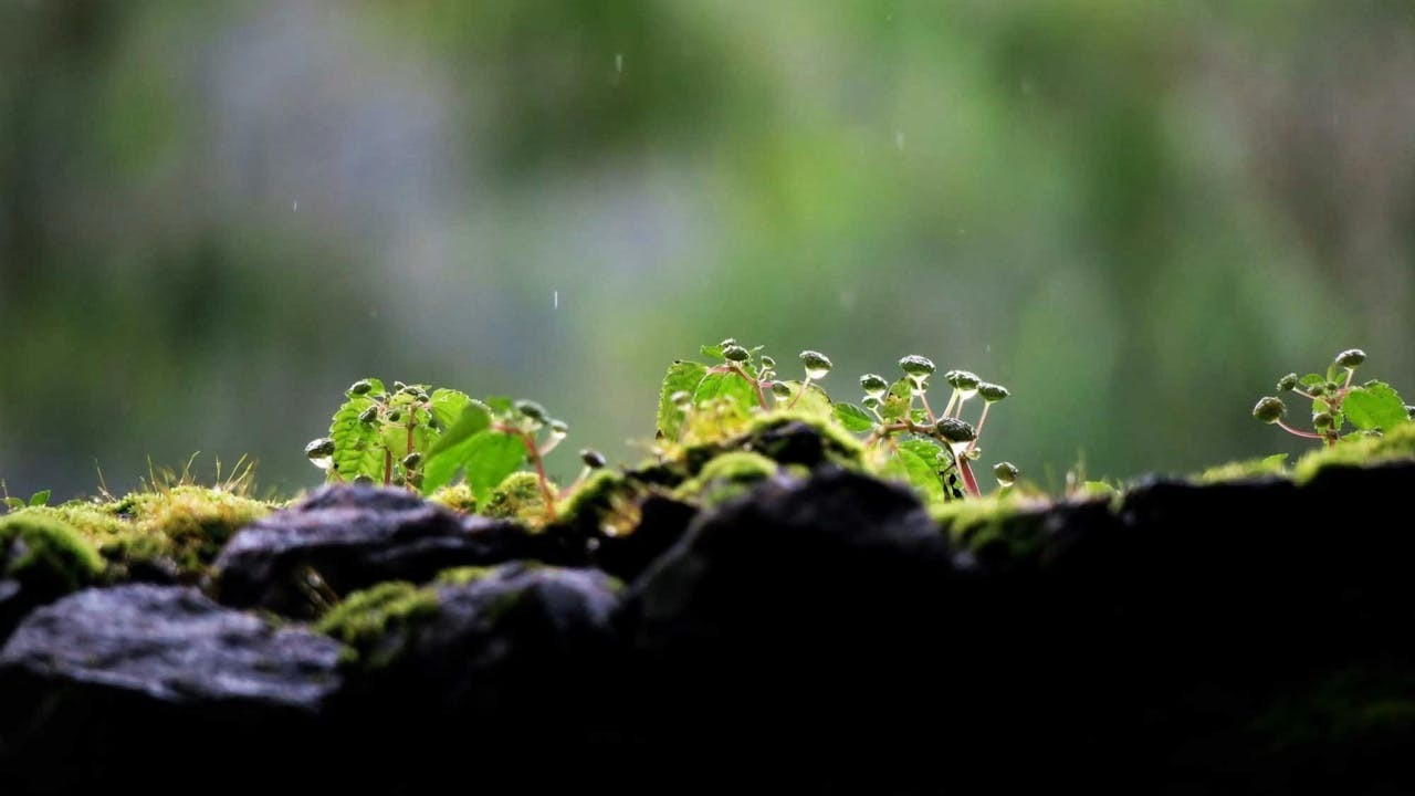 有禪意的攝影具有哪些特徵?(作者提供)