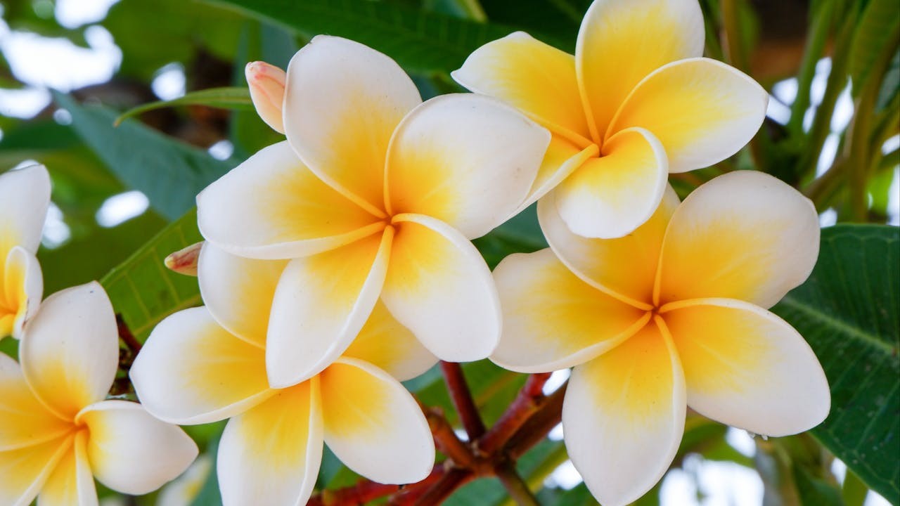 雞蛋花代表了神聖、純潔和希望。（Shutterstock）